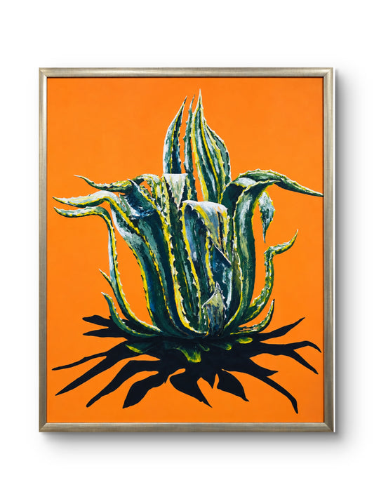 Maguey Pinto